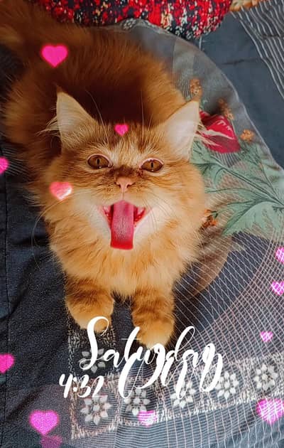 Persian kitten looking for a new home