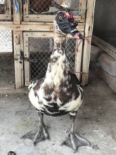 Muscovy Duck / Chenni Batakh