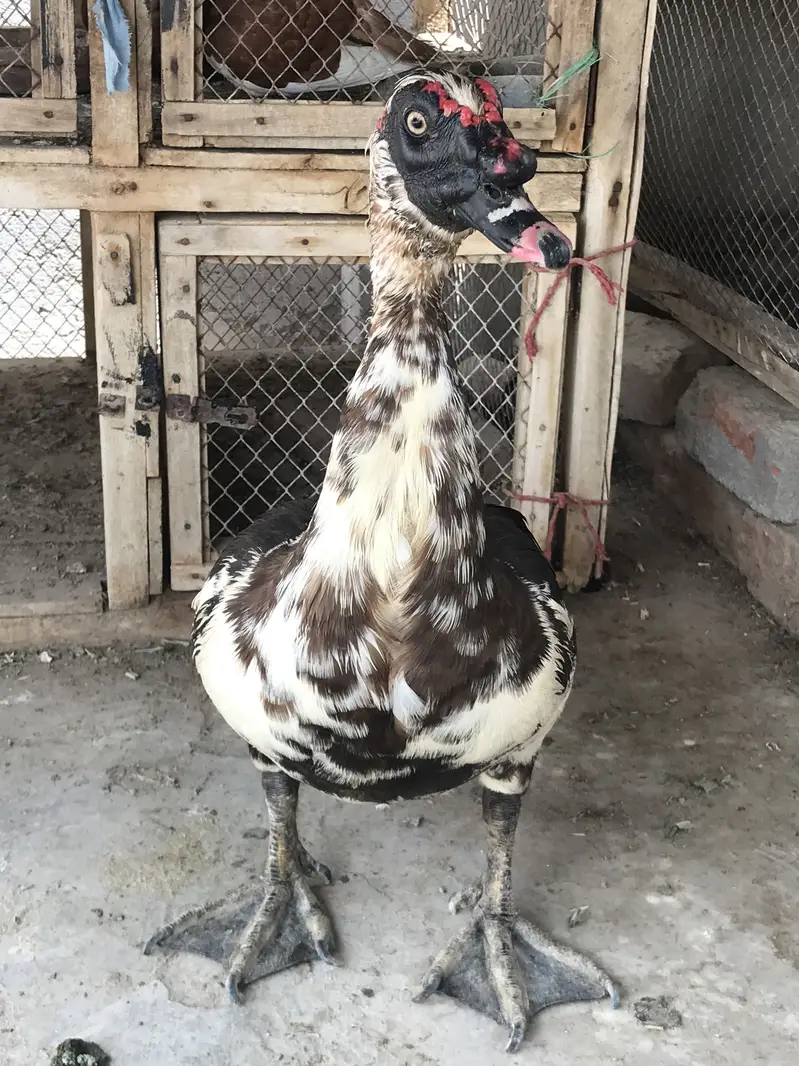 Muscovy Duck / Chenni Batakh