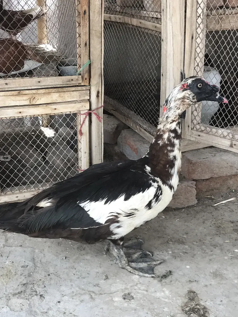 Muscovy Duck / Chenni Batakh — photo 2