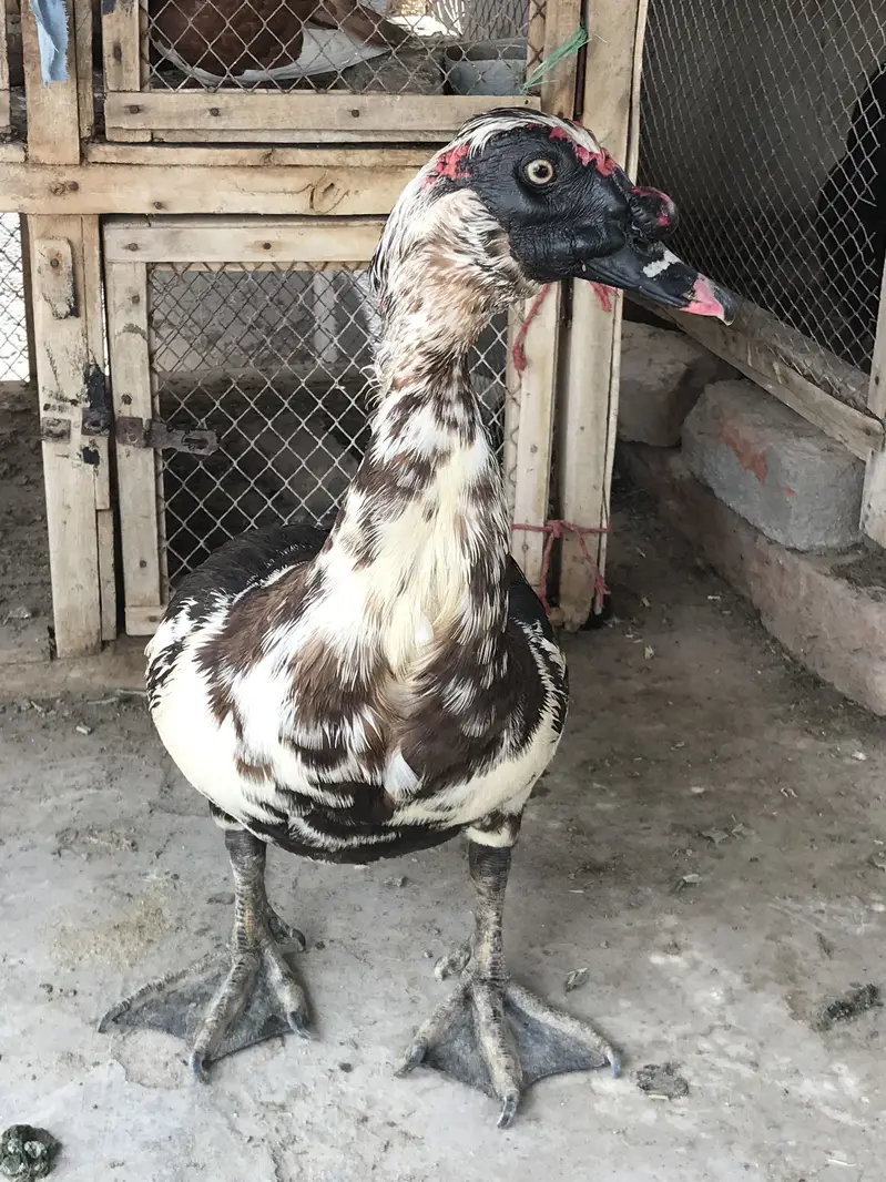 Muscovy Duck / Chenni Batakh — photo 3