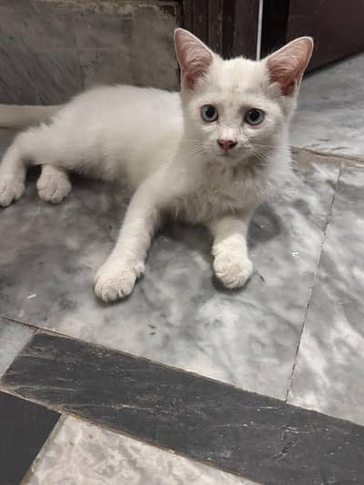 persian kittens for sale