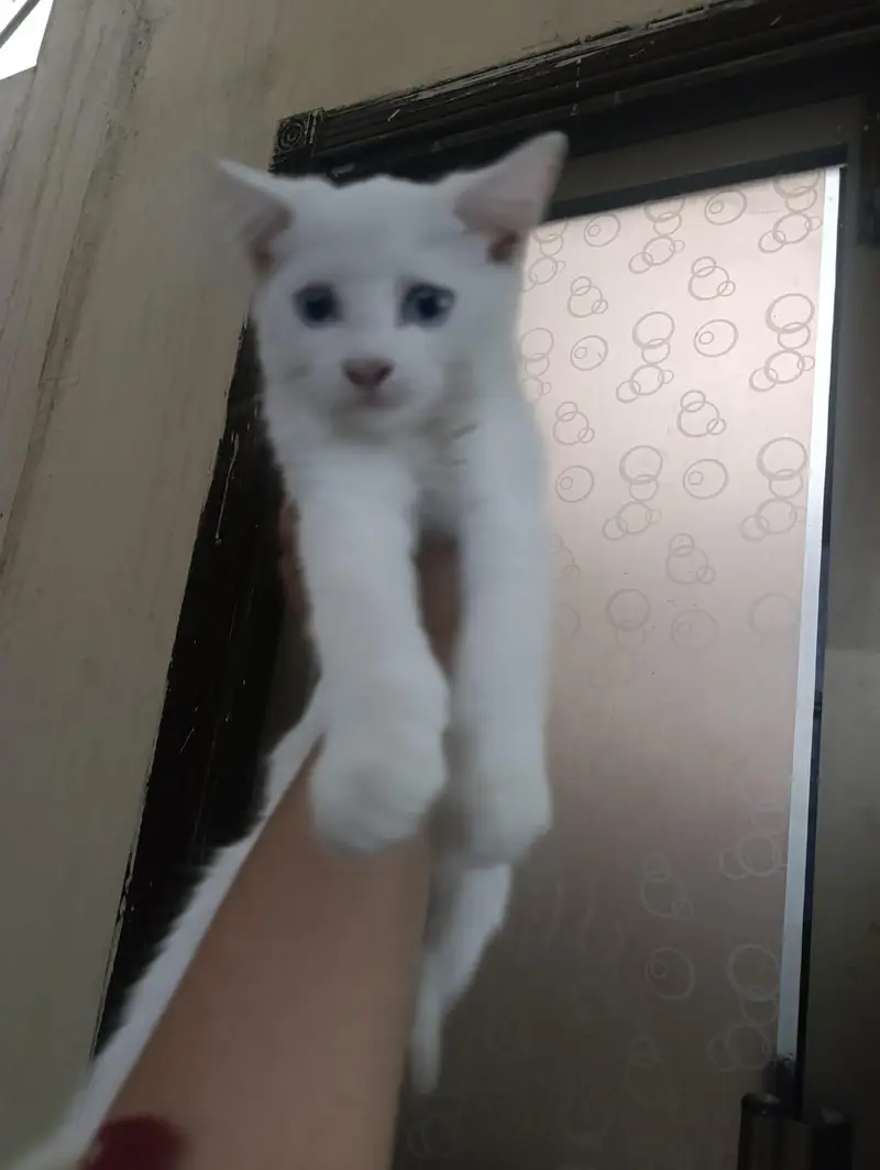 persian kittens for sale — photo 3