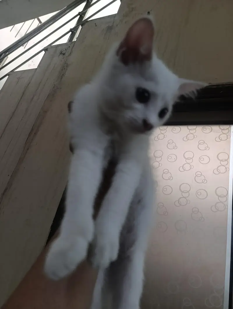 persian kittens for sale — photo 4