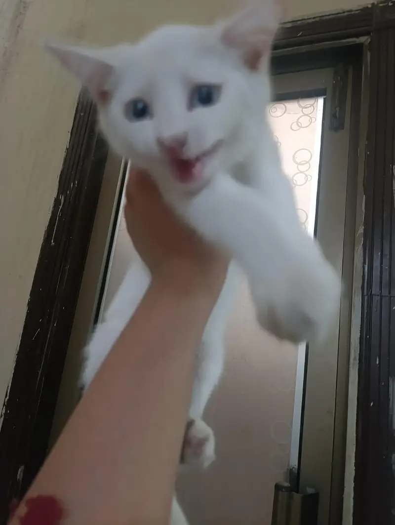 persian kittens for sale — photo 5