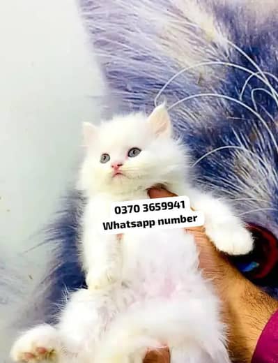 ( Persian Female Kitten ) For sale Contact WhatsApp