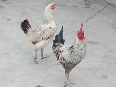 egg wali murgi murga