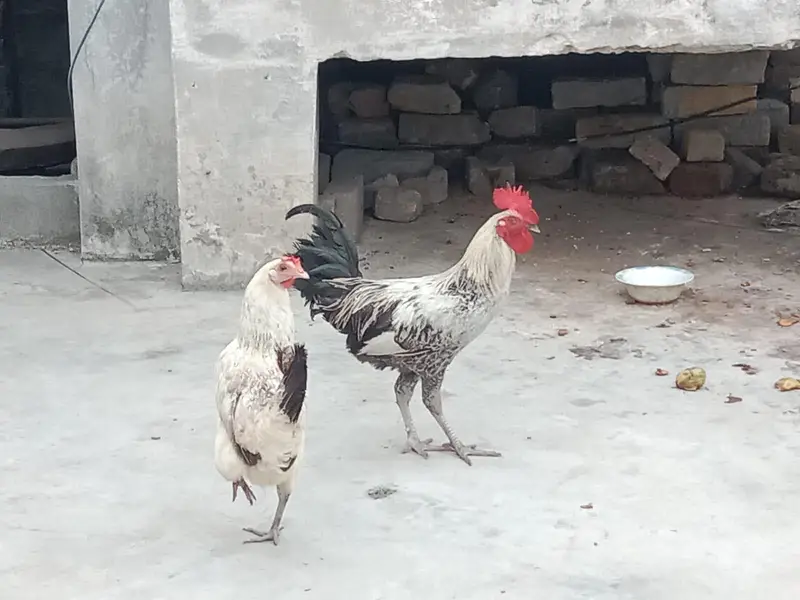 egg wali murgi murga — photo 2