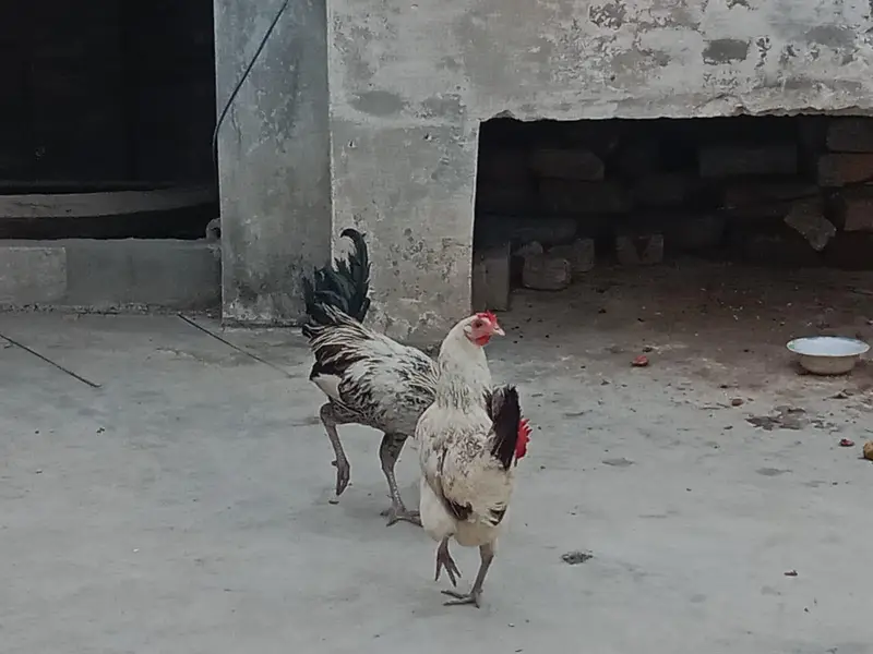 egg wali murgi murga — photo 3