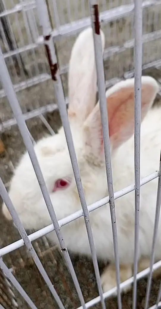 new Zealand rabbits