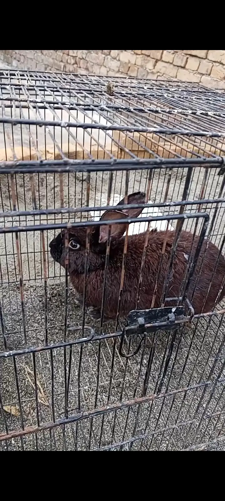 new Zealand rabbits — photo 2