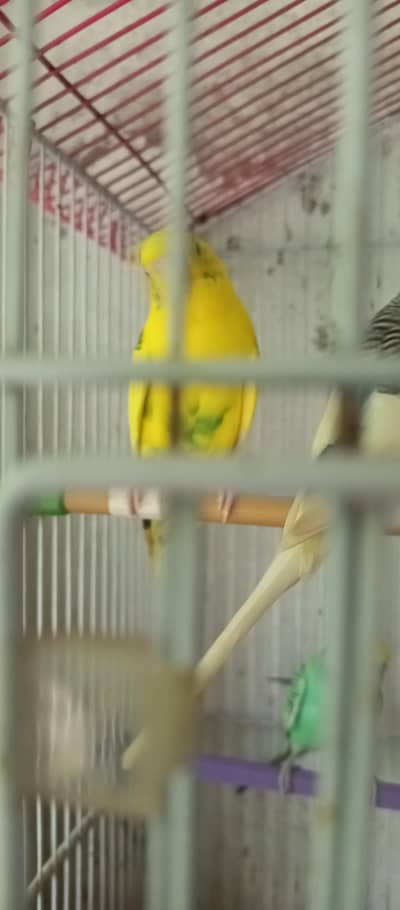 the Australian parrot