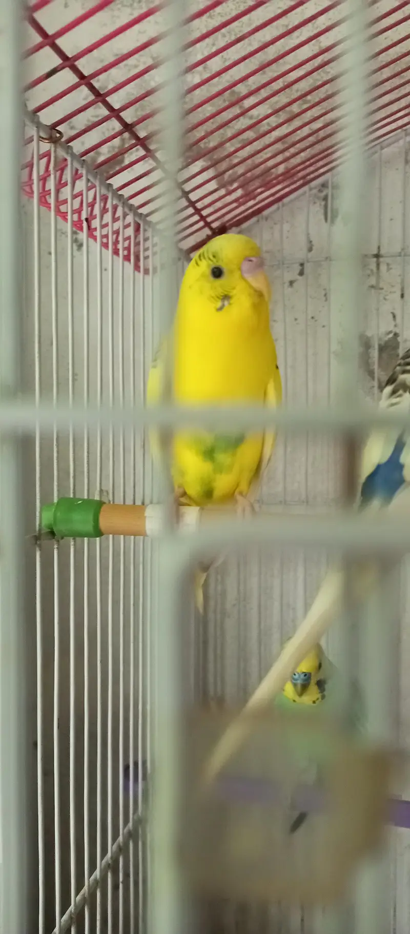 the Australian parrot — photo 2