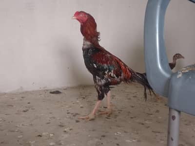 aseel black jaawa male 1 murgi hai 2 chuze hai 1 male 1 female