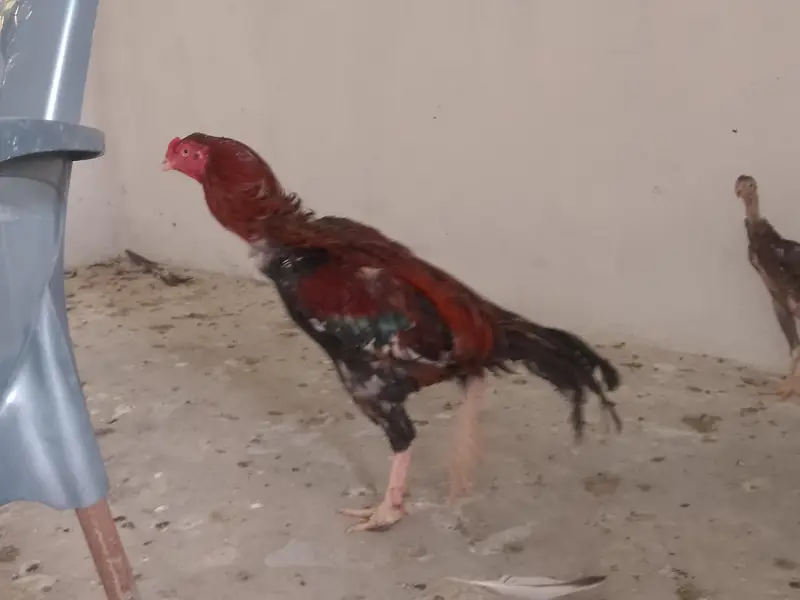 aseel black jaawa male 1 murgi hai 2 chuze hai 1 male 1 female — photo 2