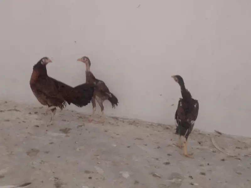 aseel black jaawa male 1 murgi hai 2 chuze hai 1 male 1 female — photo 3