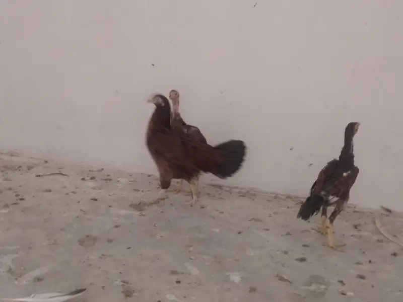 aseel black jaawa male 1 murgi hai 2 chuze hai 1 male 1 female — photo 4