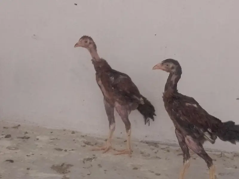aseel black jaawa male 1 murgi hai 2 chuze hai 1 male 1 female — photo 5