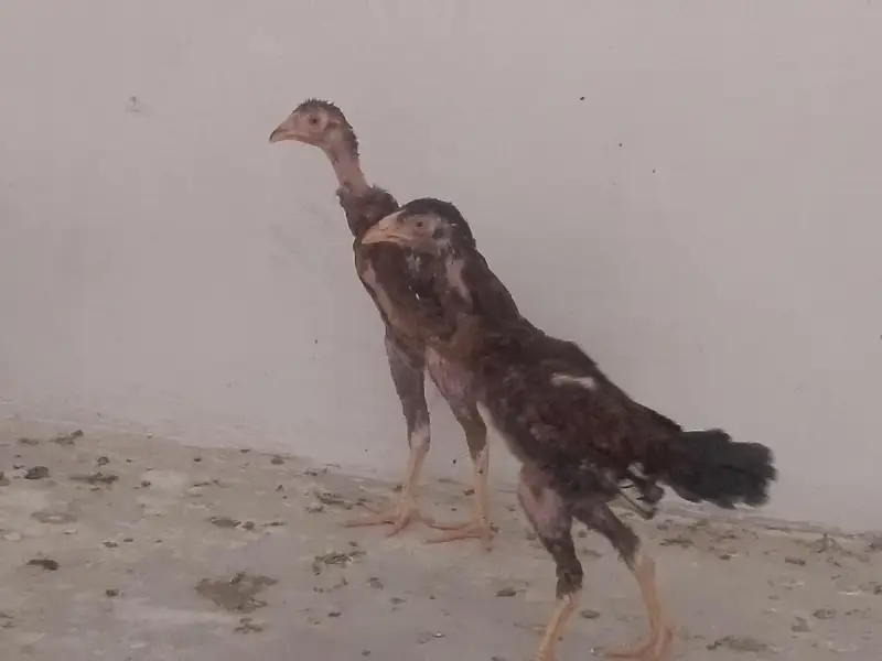 aseel black jaawa male 1 murgi hai 2 chuze hai 1 male 1 female — photo 6