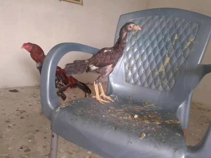 aseel black jaawa male 1 murgi hai 2 chuze hai 1 male 1 female — photo 7