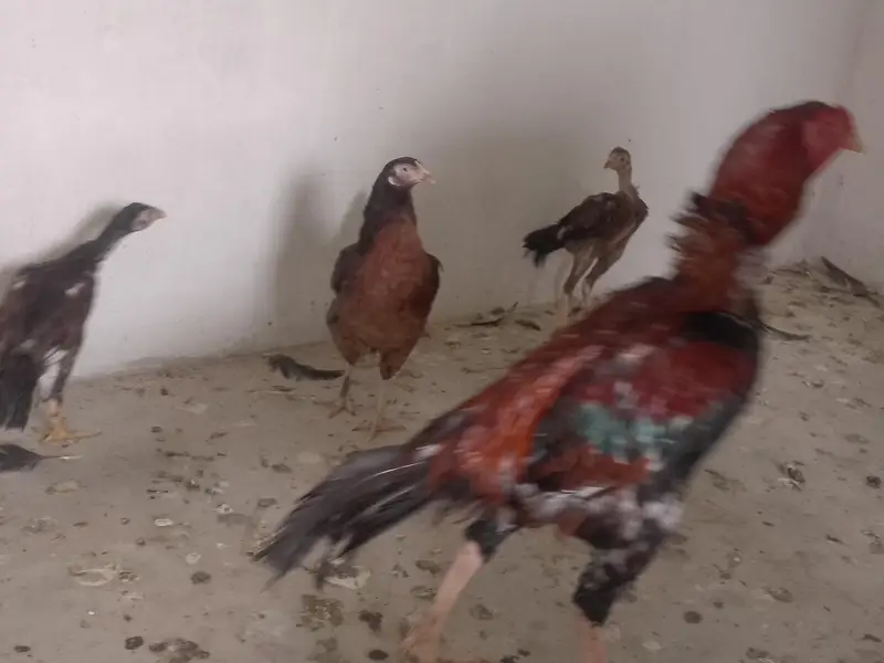 aseel black jaawa male 1 murgi hai 2 chuze hai 1 male 1 female — photo 8
