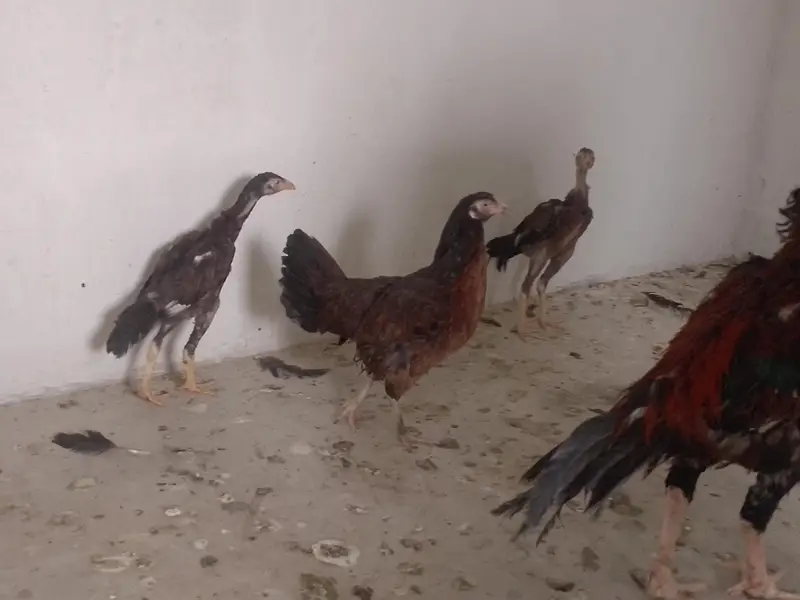 aseel black jaawa male 1 murgi hai 2 chuze hai 1 male 1 female — photo 9
