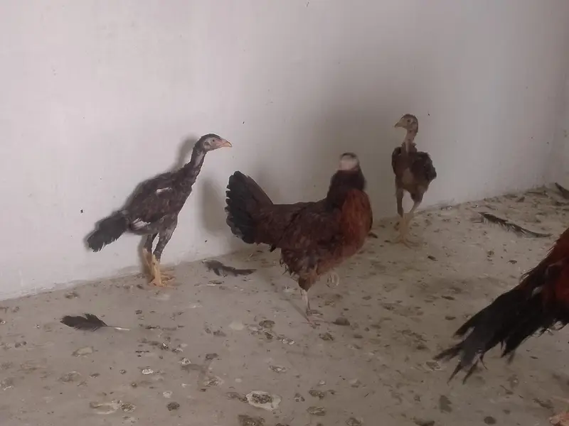 aseel black jaawa male 1 murgi hai 2 chuze hai 1 male 1 female — photo 10