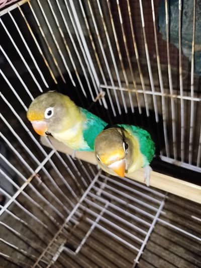love birds