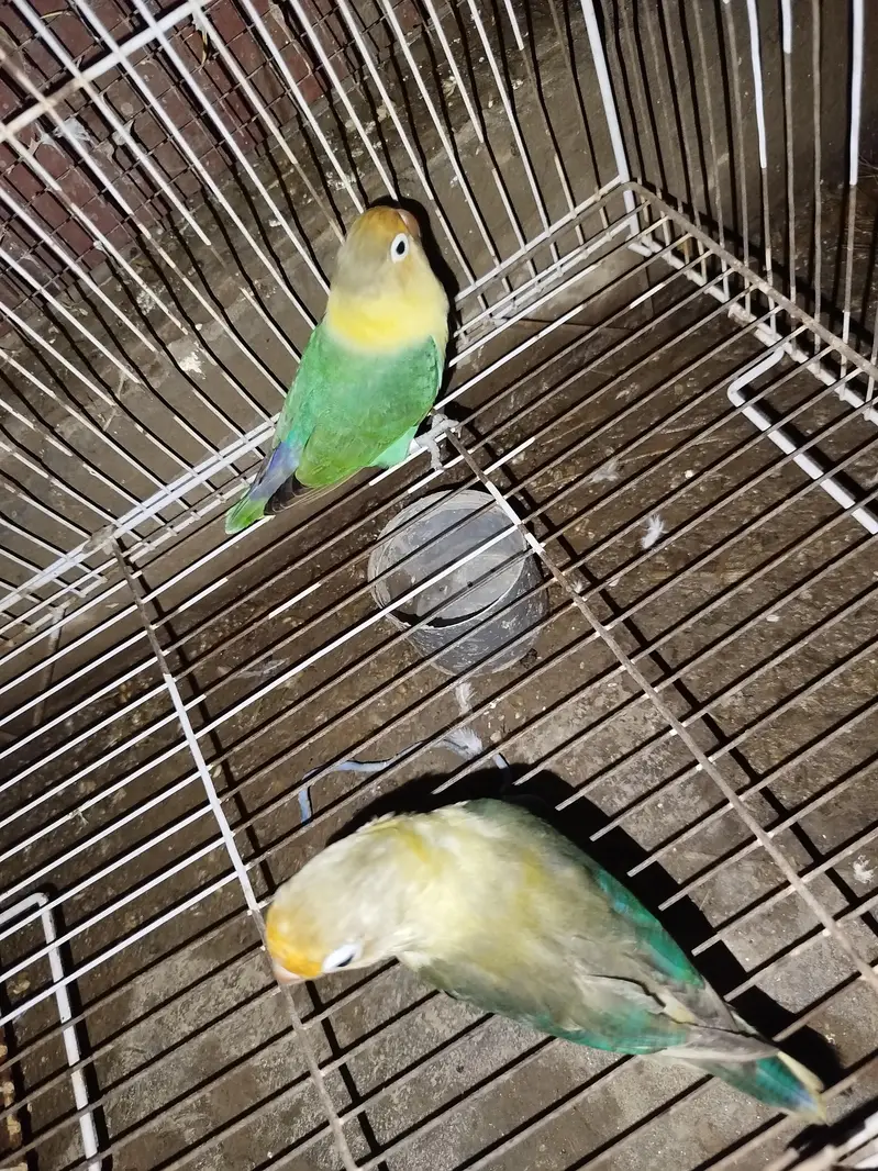 love birds — photo 2