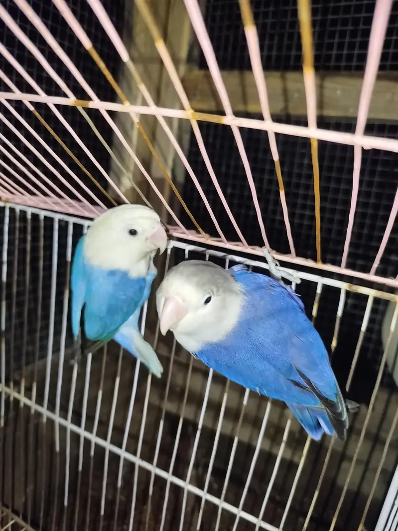 love birds — photo 3
