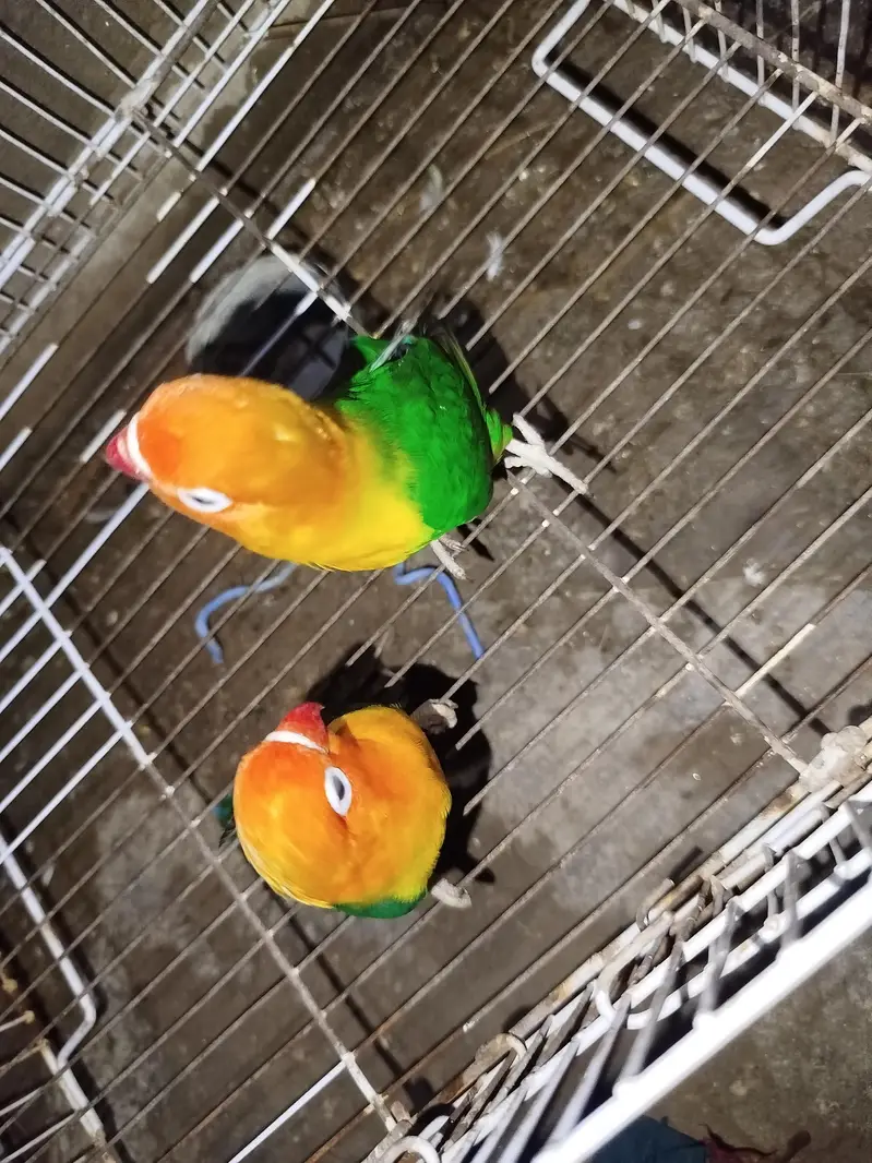 love birds — photo 5
