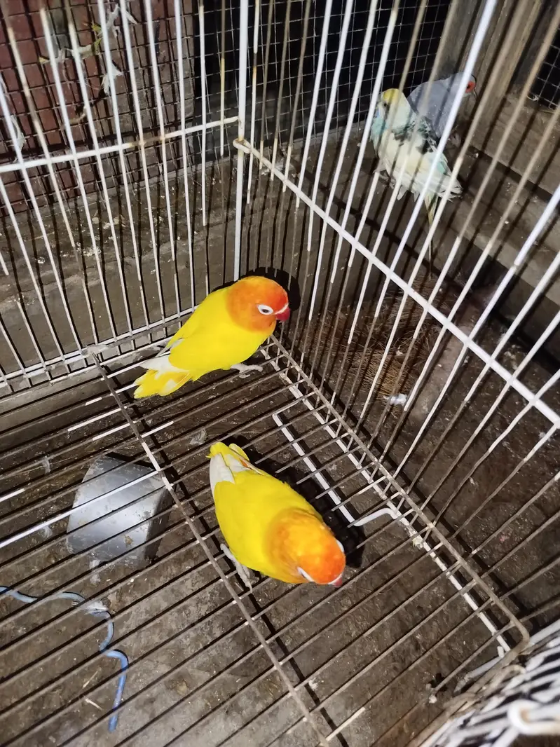 love birds — photo 6