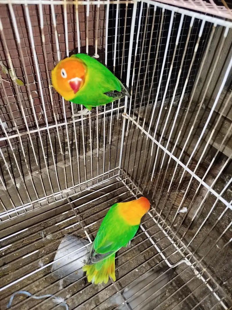 love birds — photo 7