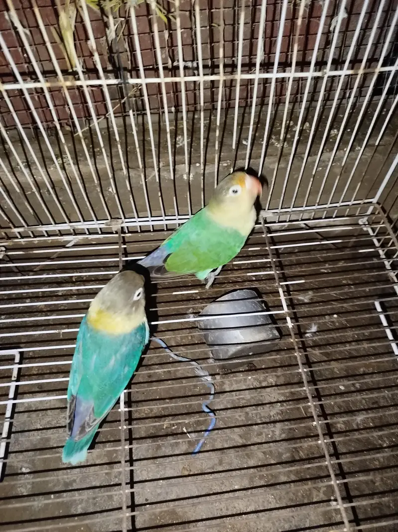 love birds — photo 8