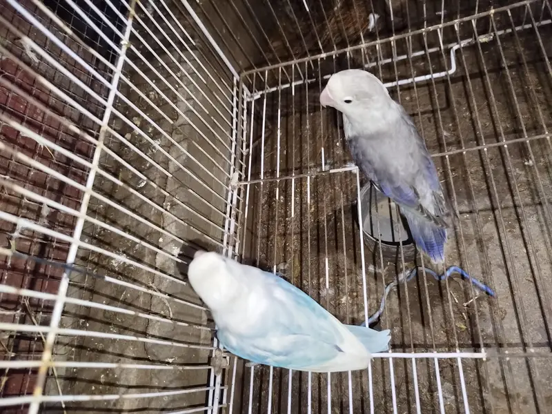 love birds — photo 10
