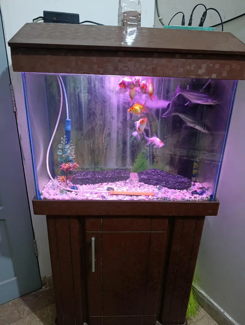 Aquarium with Fishes — photo 2