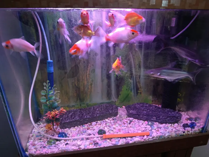 Aquarium with Fishes — photo 4