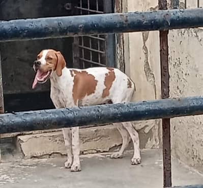 English Pointer males are available for sale