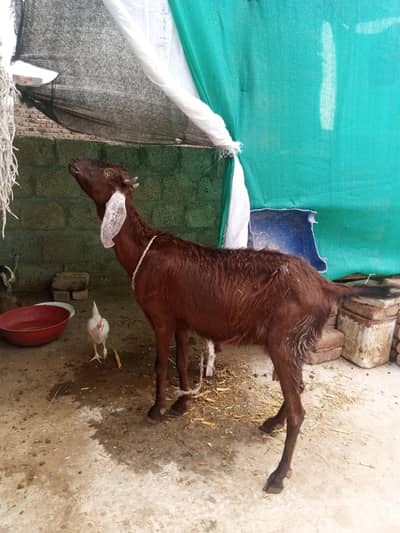ak bari bakri ak path hy or ak us ka bacha hy wo b madi hy do mahiny k