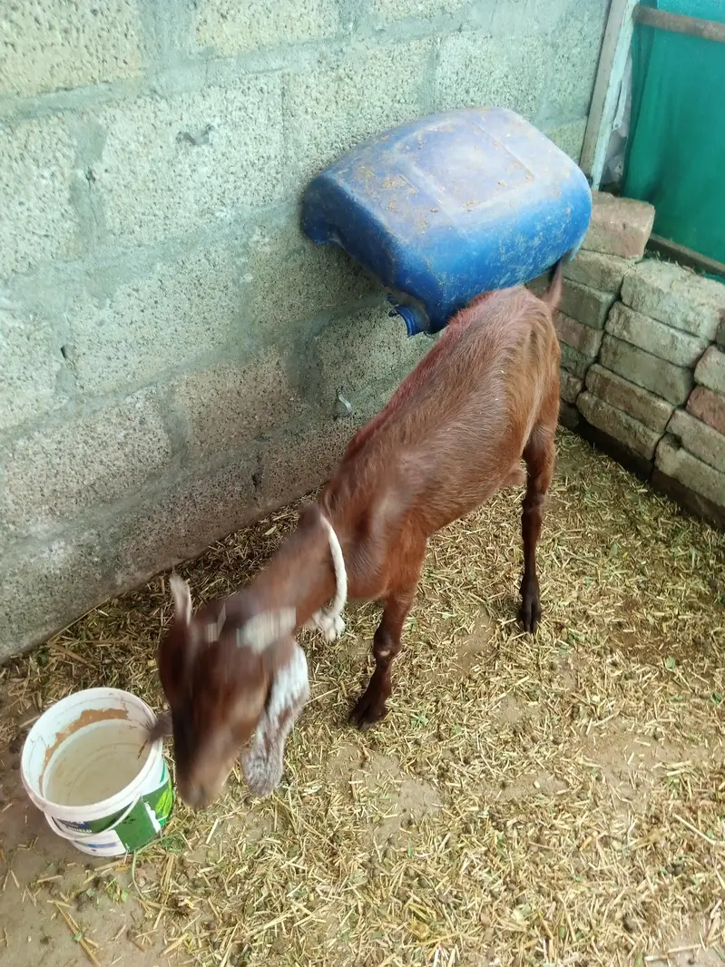 ak bari bakri ak path hy or ak us ka bacha hy wo b madi hy do mahiny k — photo 2