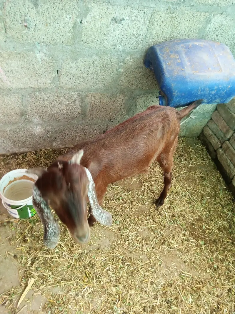 ak bari bakri ak path hy or ak us ka bacha hy wo b madi hy do mahiny k — photo 3