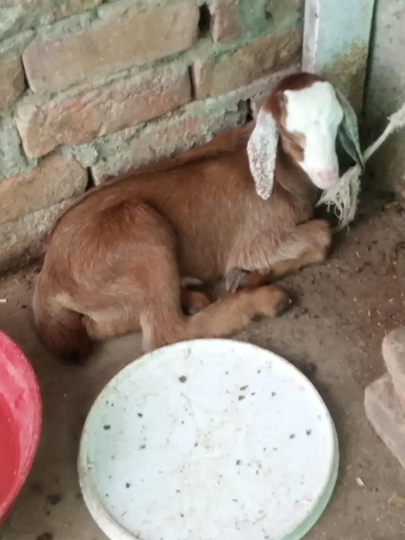 ak bari bakri ak path hy or ak us ka bacha hy wo b madi hy do mahiny k — photo 4