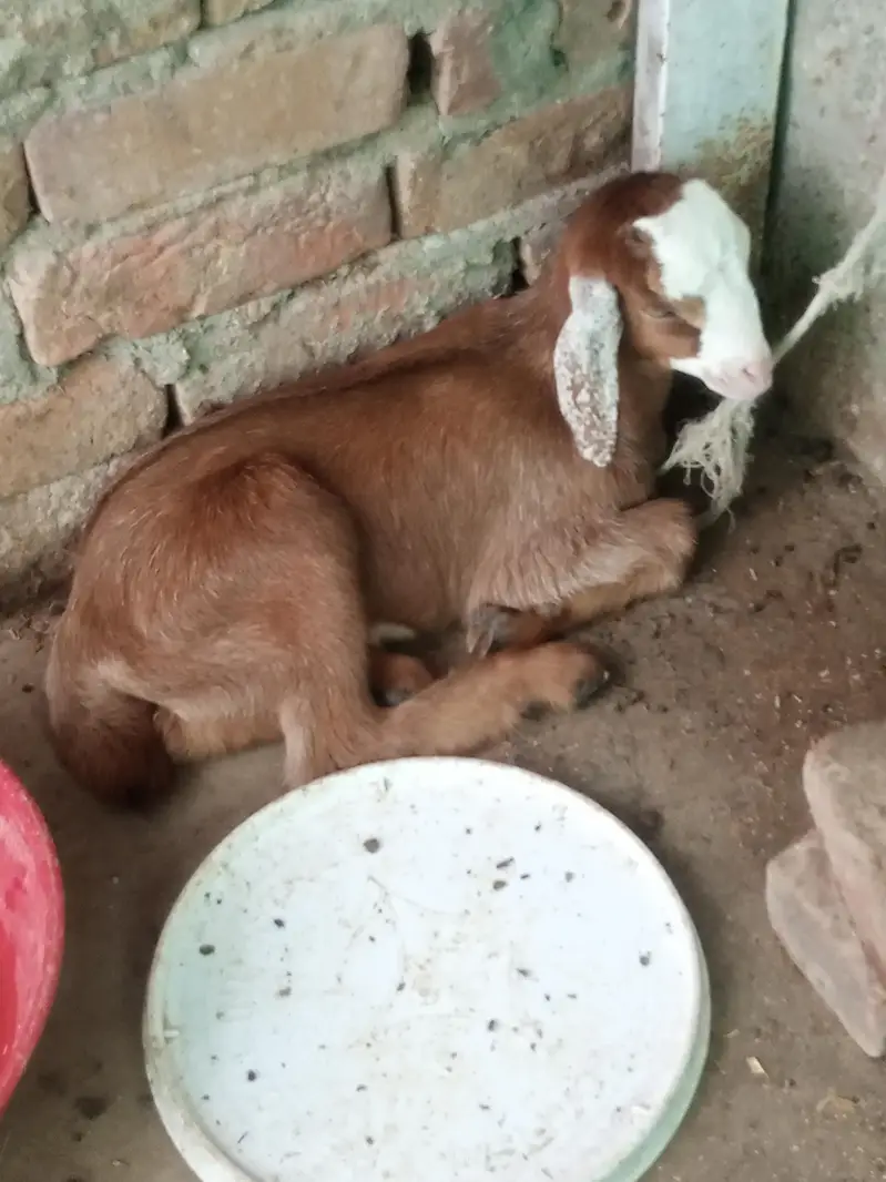 ak bari bakri ak path hy or ak us ka bacha hy wo b madi hy do mahiny k — photo 5