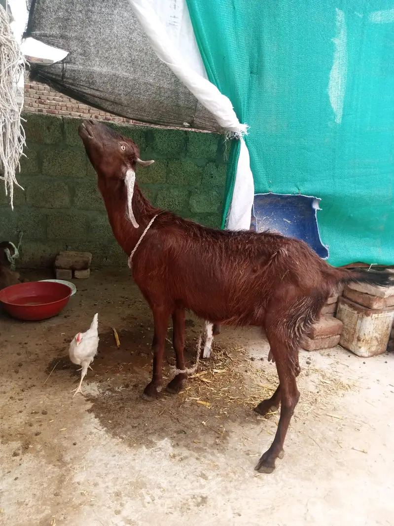 ak bari bakri ak path hy or ak us ka bacha hy wo b madi hy do mahiny k — photo 6