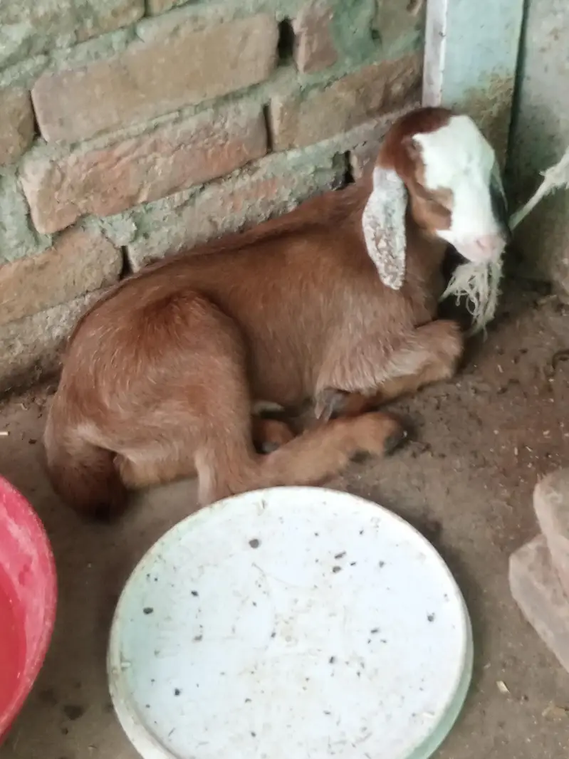 ak bari bakri ak path hy or ak us ka bacha hy wo b madi hy do mahiny k — photo 7