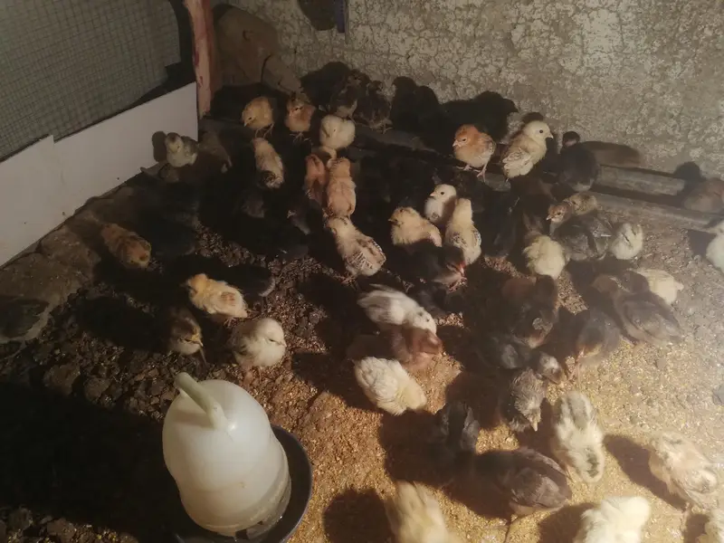 +A grade misri chicks — photo 2