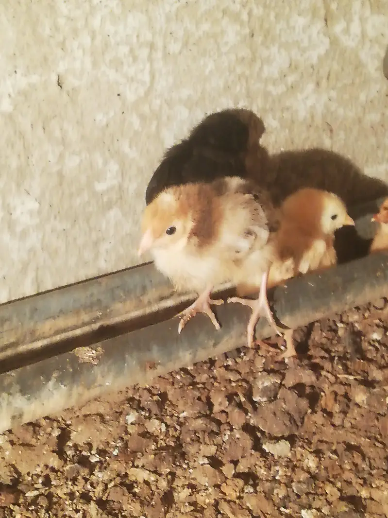 +A grade misri chicks — photo 3
