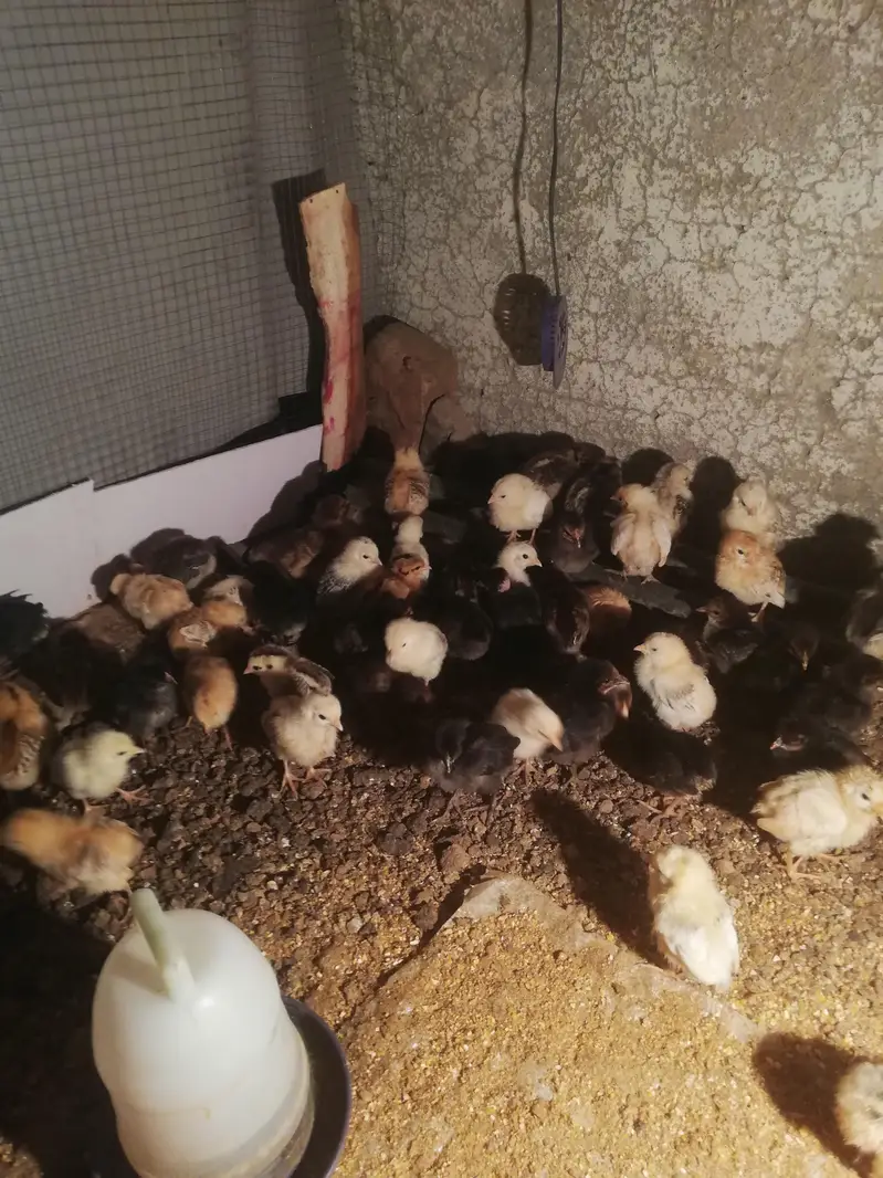 +A grade misri chicks — photo 4