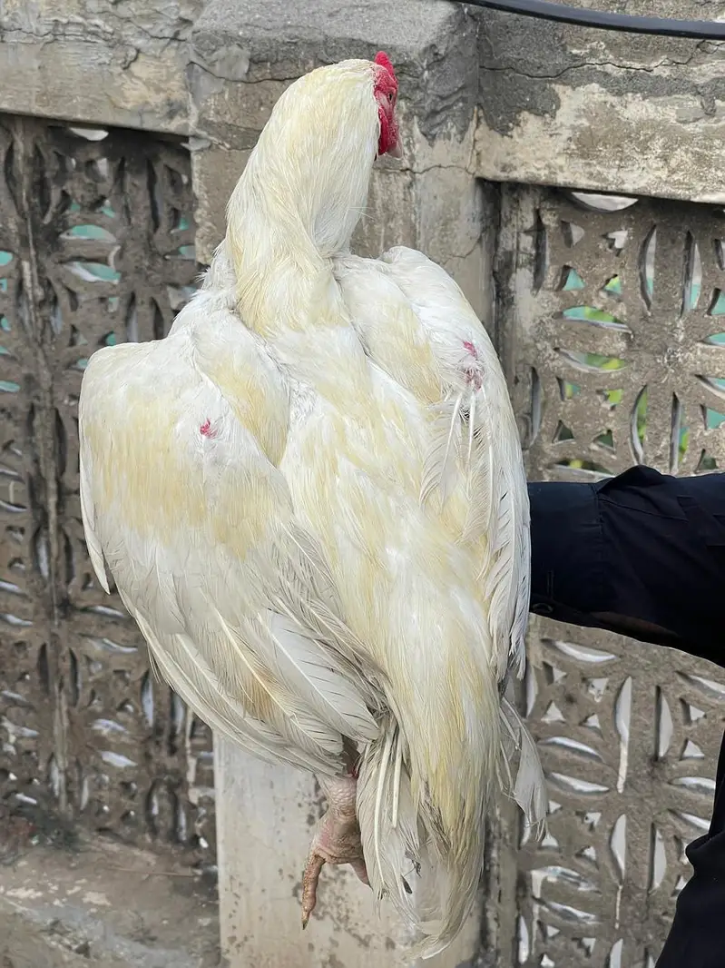aseel mianwali — photo 2
