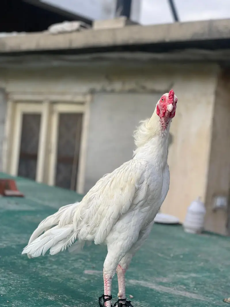 aseel mianwali — photo 8